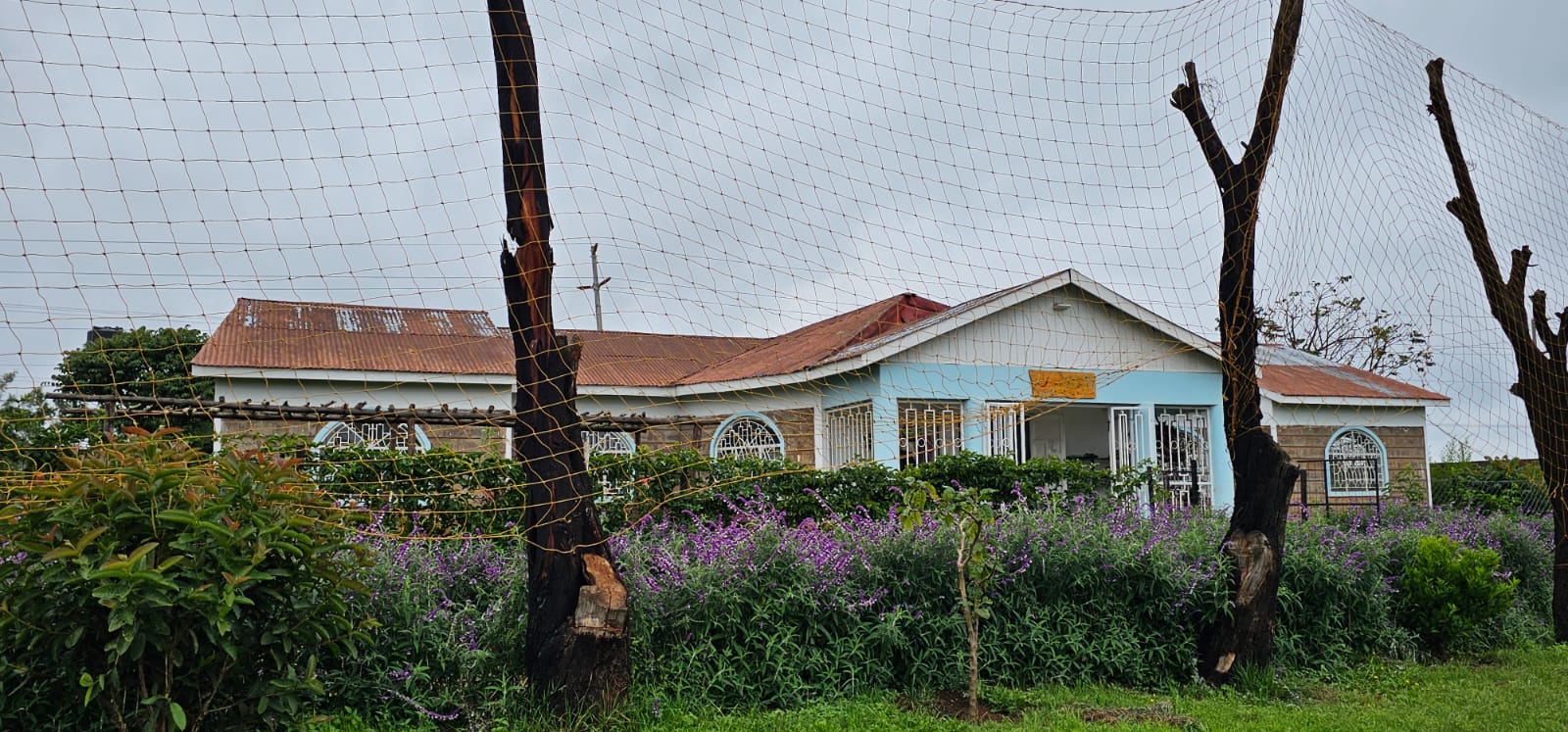 The college grounds